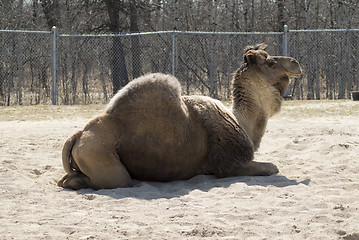 Image showing One-hump Camel