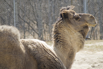 Image showing One-humped Camel