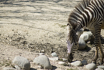 Image showing Zebra