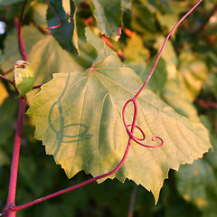 Image showing leaf and fringe