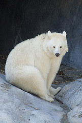 Image showing Albino Black Bear