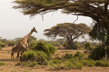 Image showing Wild giraffe in Serengeti national park, Tanzania.