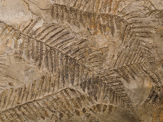 Image showing Petrified prehistorical ferns frond imprint on stone