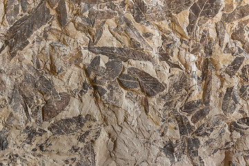 Image showing Imprint of fossil prehistoric plant foliage on stone