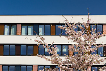 Image showing Facade of modern office building with spring blossoming apple tr