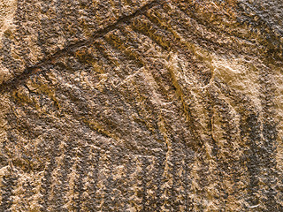 Image showing Stone texture with petrified prehistorical ferns frond