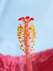 Image showing Vertical blurred floral background Hibiskus red flower