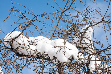 Image showing snow on tree