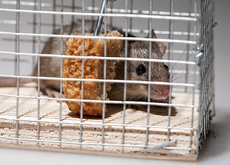 Image showing mouse in trap