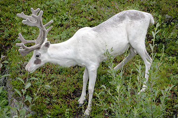 Image showing white reindeer