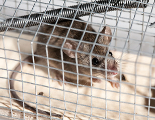 Image showing mouse in trap