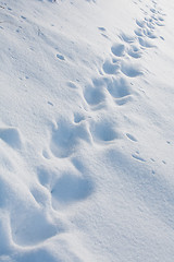 Image showing chain of tracks on deep snow