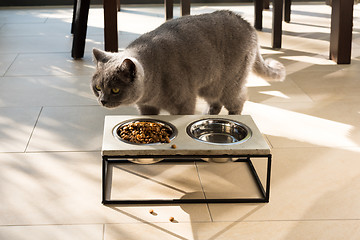 Image showing Beautiful cat approaching a food bowl