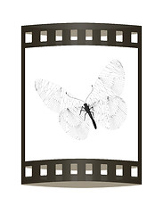 Image showing Line butterfly concept. 3d illustration. The film strip.