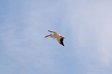 Image showing Flying Pelican