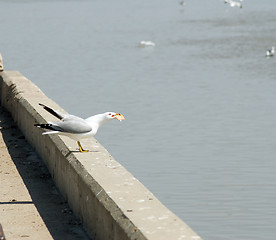 Image showing Seagull Eating Food
