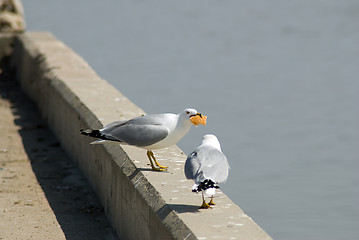 Image showing Seagull Not Sharing