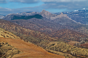 Image showing Vineyards. The Autumn Valley