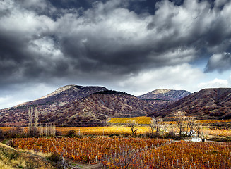 Image showing Vineyards. The Autumn Valley. HDR