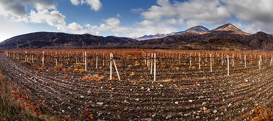 Image showing Vineyards. The Autumn Valley