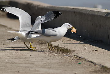 Image showing Bird Lunch Time