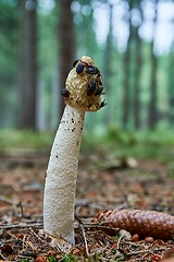 Image showing Phallus impudicus in the natural environment.