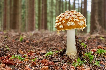 Image showing Amanita muscaria in the natural environment.