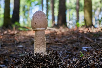 Image showing Macrolepiota procera in the natural environment.