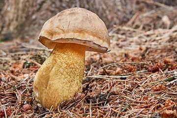 Image showing Tylopilus felleus in the natural environment.