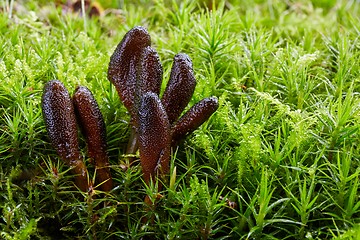 Image showing Fungus Elaphocordyceps ophioglossoides