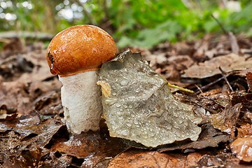 Image showing Leccinum aurantiacum in the natural environment.