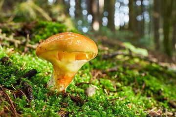 Image showing Suillus grevillei in the natural environment.