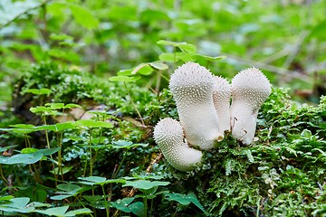 Image showing Lycoperdon perlatum in the natural environment.