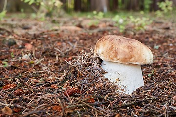 Image showing Boletus edulis. Fungus in the natural environment.