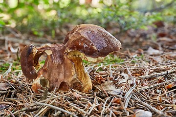 Image showing Imleria badia. Fungus in the natural environment.