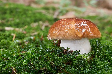 Image showing Boletus edulis. Fungus in the natural environment.