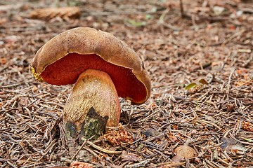 Image showing Neoboletus luridiformis in the natural environment