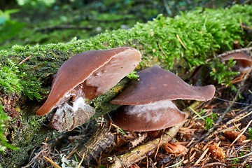 Image showing Auricularia auricula judae