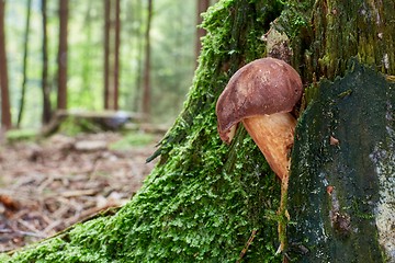 Image showing Imleria badia. Fungus in the natural environment.