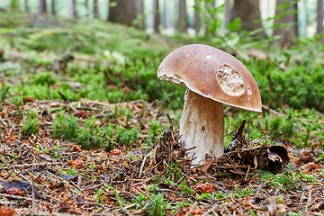 Image showing Boletus edulis. Fungus in the natural environment.