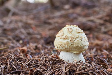 Image showing Amanita citrina.Fungus in the natural environment.