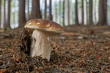 Image showing Boletus edulis. Fungus in the natural environment.