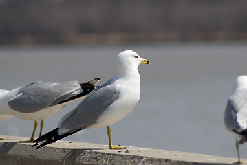 Image showing Seagull Standing With Friends