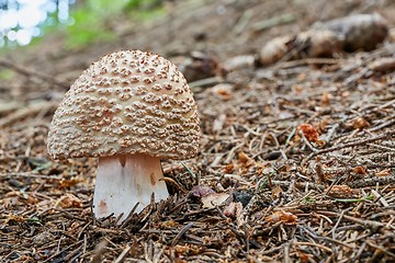 Image showing Amanita rubescens in the natural environment.