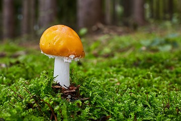 Image showing Amanita muscaria in the natural environment.