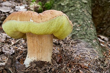 Image showing Boletus edulis. Fungus in the natural environment.