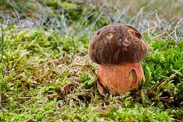 Image showing Neoboletus luridiformis in the natural environment