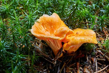 Image showing Cantharellus cibarius in the natural environment.