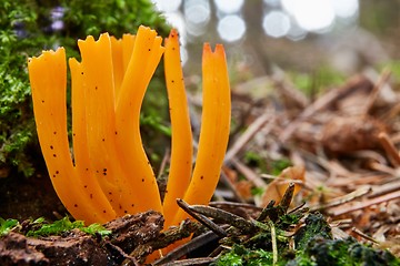 Image showing Calocera viscosa in the natural environment.