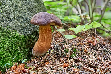 Image showing Imleria badia. Fungus in the natural environment.